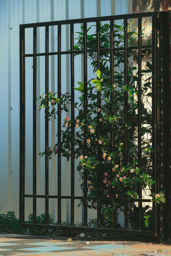Metal garden gate with blooming roses and lush green vines intertwining through, casting shadows.