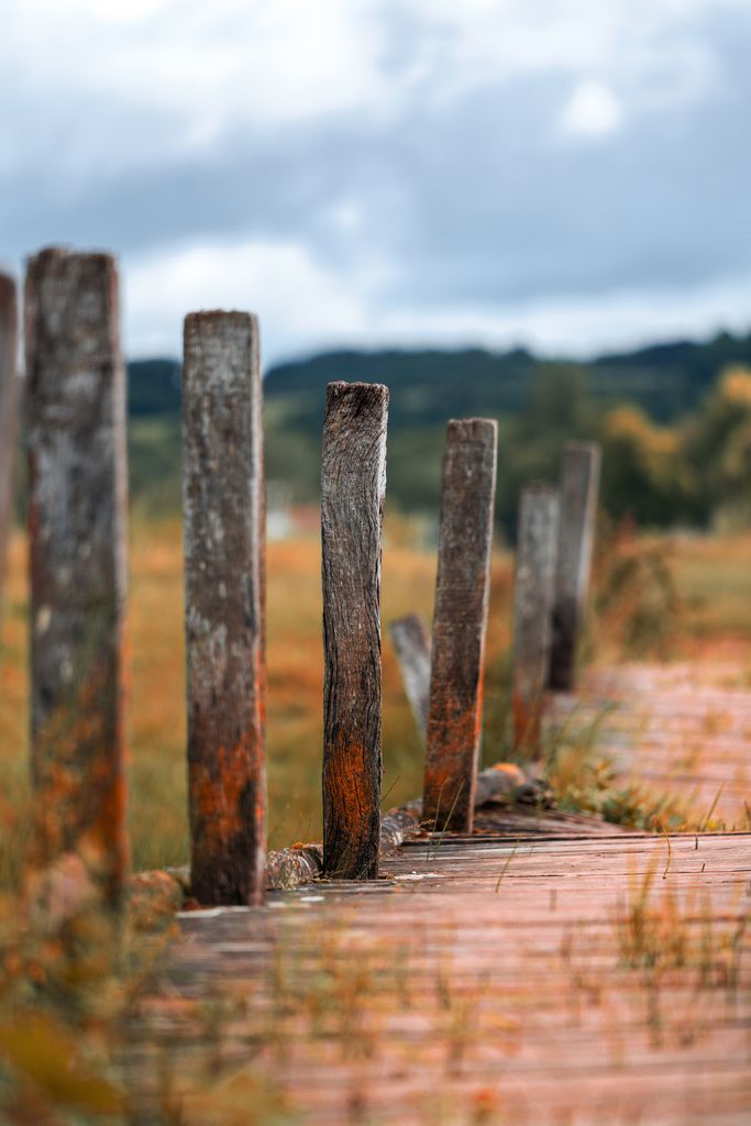 Old rustic fence posts in a moody London countryside setting, with weathered wood texture.